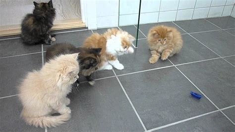 persian kitty vids|Persian kittens playing with 'bug' .